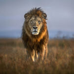 #Togo, Lion, Infox