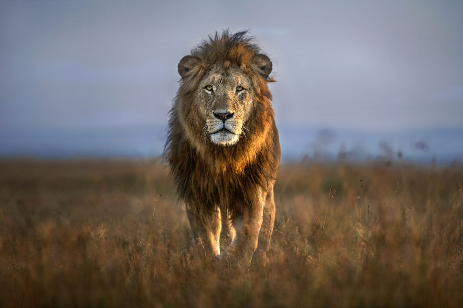 #Togo, Lion, Infox
